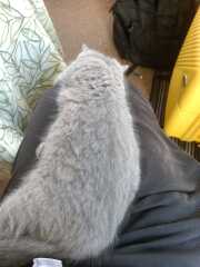 Rodents and Risk Assessments - the Excellent Cats applaud Gizmo's recent achievements