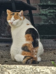 Rodents and Risk Assessments - the Excellent Cats applaud Gizmo's recent achievements