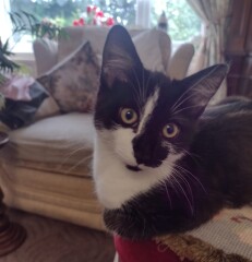 Our new family member
