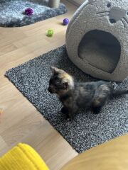 Is this the cat tax collection thread?