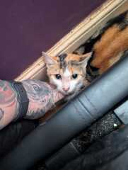 Rodents and Risk Assessments - the Excellent Cats applaud Gizmo's recent achievements