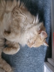 Can cats sleep too much?