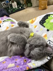 Rodents and Risk Assessments - the Excellent Cats applaud Gizmo's recent achievements