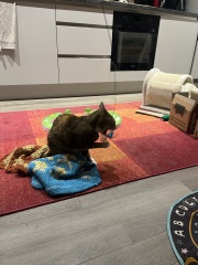 Rodents and Risk Assessments - the Excellent Cats applaud Gizmo's recent achievements