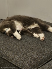 Can cats sleep too much?