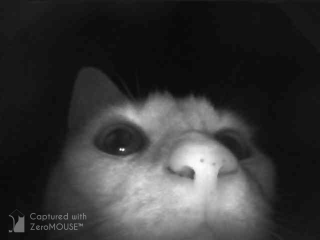 Shelter for a cat who won’t use cat flap