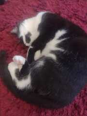 Our new family member