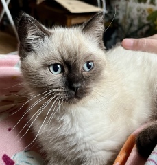 Aibu to really want a cat?