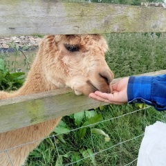 Adults at petting zoos/farms/kids days out