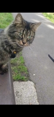 DOG OWNER TOOK DOG OFF LEAD