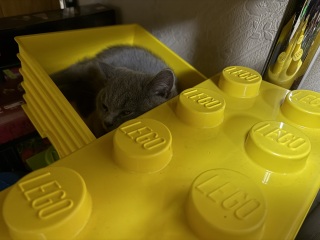 Rodents and Risk Assessments - the Excellent Cats applaud Gizmo's recent achievements