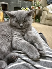 Is this the cat tax collection thread?