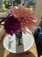 Dahlia Watch 2026