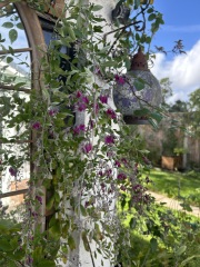 Bush Clover - Lespedeza Thunbergii