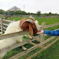 Adults at petting zoos/farms/kids days out