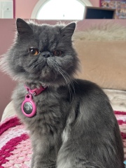 Introducing Clover