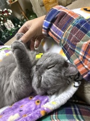 Rodents and Risk Assessments - the Excellent Cats applaud Gizmo's recent achievements