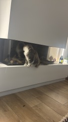 How big will my kitten get?