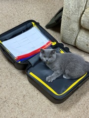 Rodents and Risk Assessments - the Excellent Cats applaud Gizmo's recent achievements