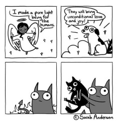 Do we think cats go to heaven