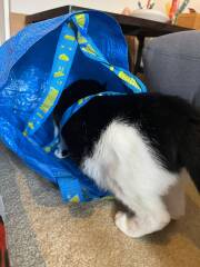 Rodents and Risk Assessments - the Excellent Cats applaud Gizmo's recent achievements