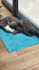 How big will my kitten get?