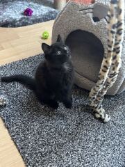 Is this the cat tax collection thread?