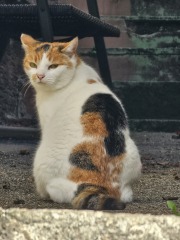 Rodents and Risk Assessments - the Excellent Cats applaud Gizmo's recent achievements