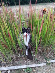 Cat Flaps