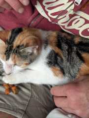 Rodents and Risk Assessments - the Excellent Cats applaud Gizmo's recent achievements