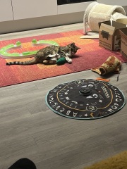 Rodents and Risk Assessments - the Excellent Cats applaud Gizmo's recent achievements