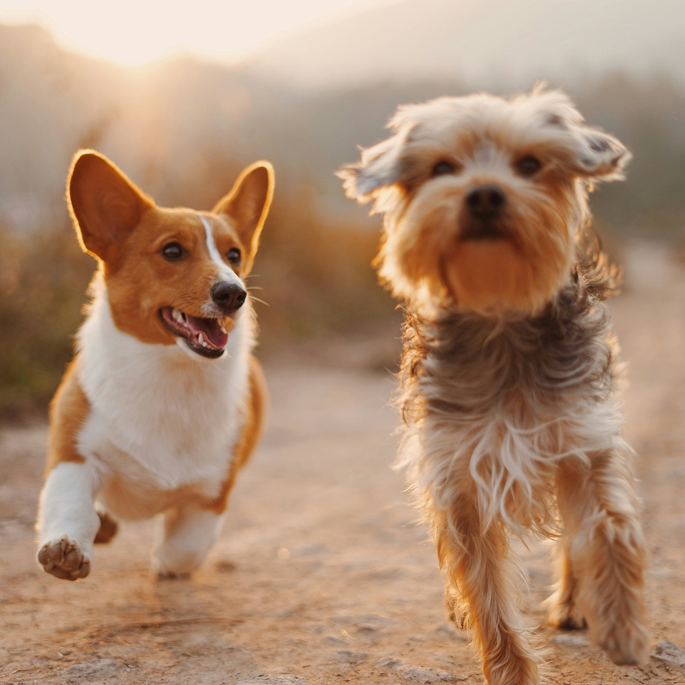 Pets & animals